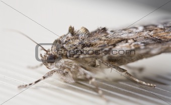 Closeup of Owlet Moth
