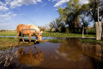 Horse Drinking