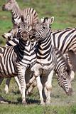 Burchell zebras 