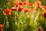Red poppies on field in spring