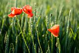 Red poppies on field in spring
