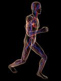 jogger - vascular system