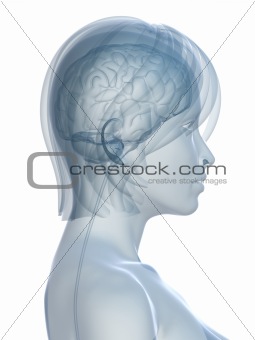 female brain