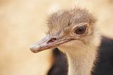 scruffy male ostrich