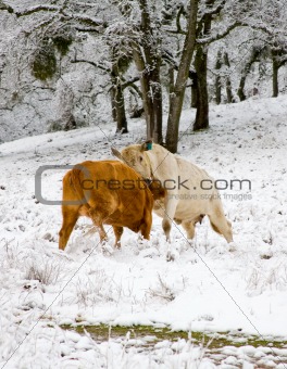 Cows Fighting in the Snow