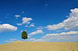 A lonely tree in the field with a clear blue sky and clouds