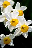 Yellow and white daffodils 