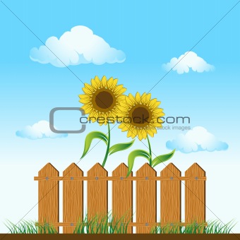 Wooden fence. sunflowers on summer meadow