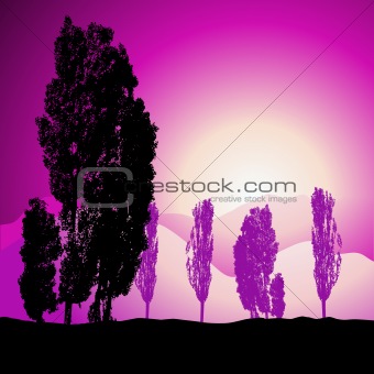 Tree silhouette, landscape