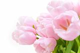 Tulips flowers  / horizontal with copyspace  / isolated on white