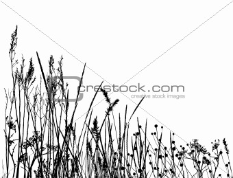 real grass  silhouette / vector