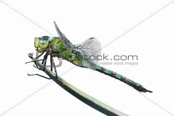 Isolated Dragonfly
