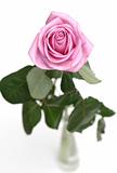 The gentle pink rose is in a vase on a white background