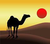 Camel in desert and sunset.
