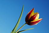 Keizerskroon Tulip