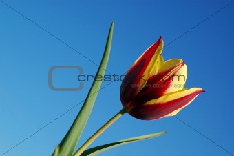 Keizerskroon Tulip