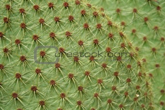 cactus leaf