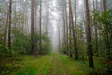 foggy forest in Poland