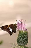 Moth On A Cactus Flower