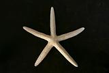white starfish on brown chest