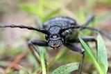 big black bug