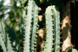 plenty of cactuses