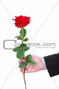 Man red rose