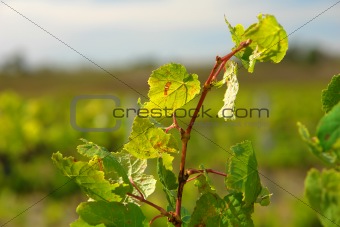 Closeup of Vine Leaf