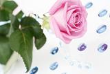 The pink rose lays on a white background with blue ornaments