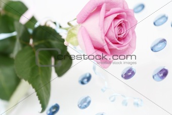 The pink rose lays on a white background with blue ornaments