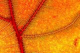 hazy close-up of a autumn leaf