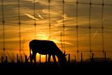 sunset with backlit mule