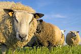 sheep on grass with blue sky