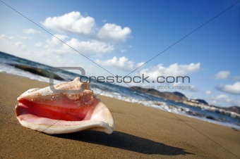 Sunset Conch