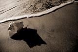 Sepia Seashell Shore