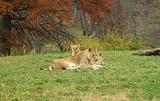 African Lion Family
