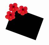 Three flowers hibiscus on a background of a black square