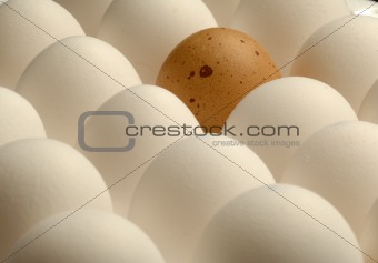 a single brown egg