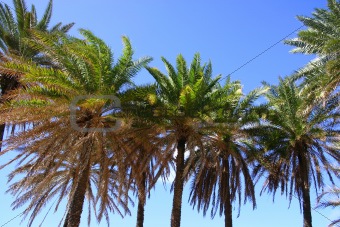 Tropical palm trees in North Shore Honolulu, Hawaii.