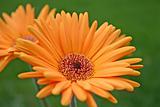 Orange Gerber Daisy