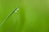 two waterdrops on grass