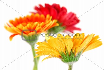 Gerbera flowers
