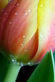 Tulip macro and dewdrops