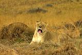 Lioness (Panthera Leo) lying on dry grass.