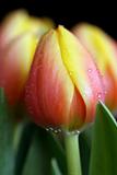 Dewdrops on tulips
