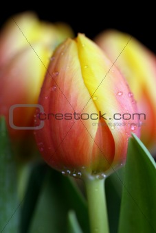 Dewdrops on tulips