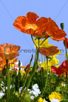 Spring poppies