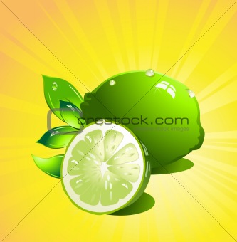 Lime citrus fruit. Vector