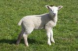 Lamb 