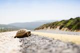 Tortoise On The Road